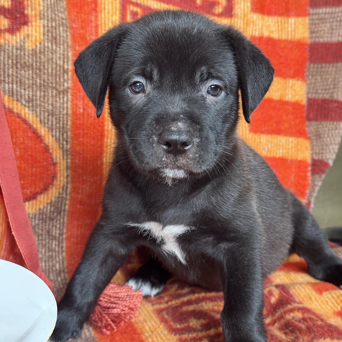 Justice Pup - Jury, photo 2