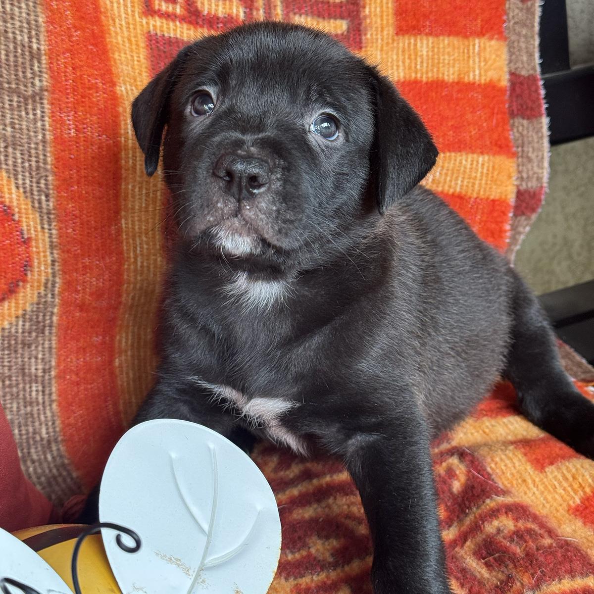 Justice Pup - Jury, photo 3