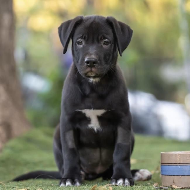Justice Pup - Jury, photo 4