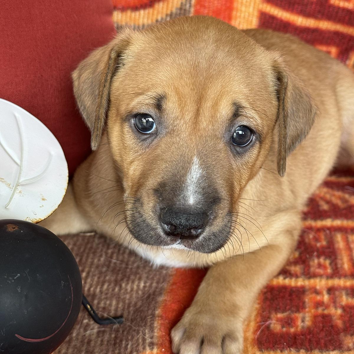 Justice Pup - Bail, Labrador Retriever