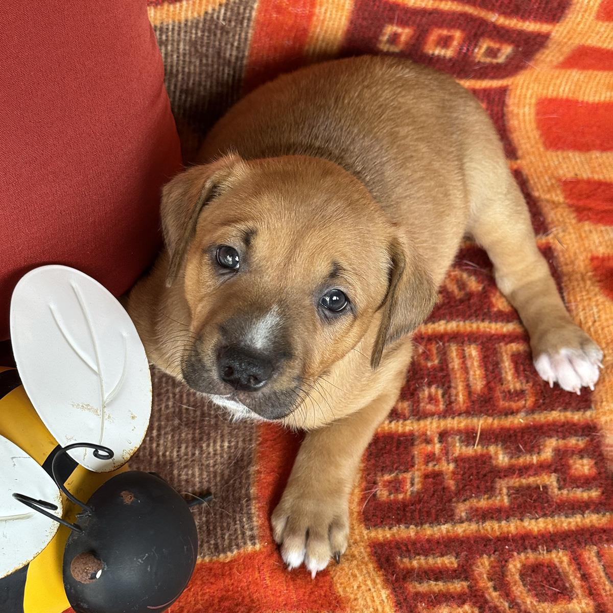Justice Pup - Bail, photo 2