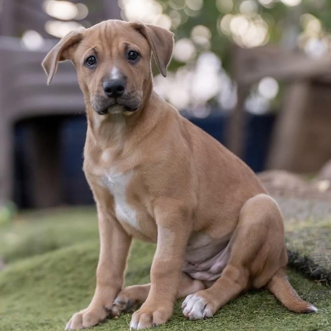 Justice Pup - Bail, photo 3