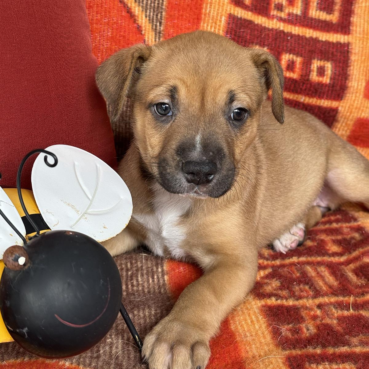 Justice Pup - Bail, photo 4