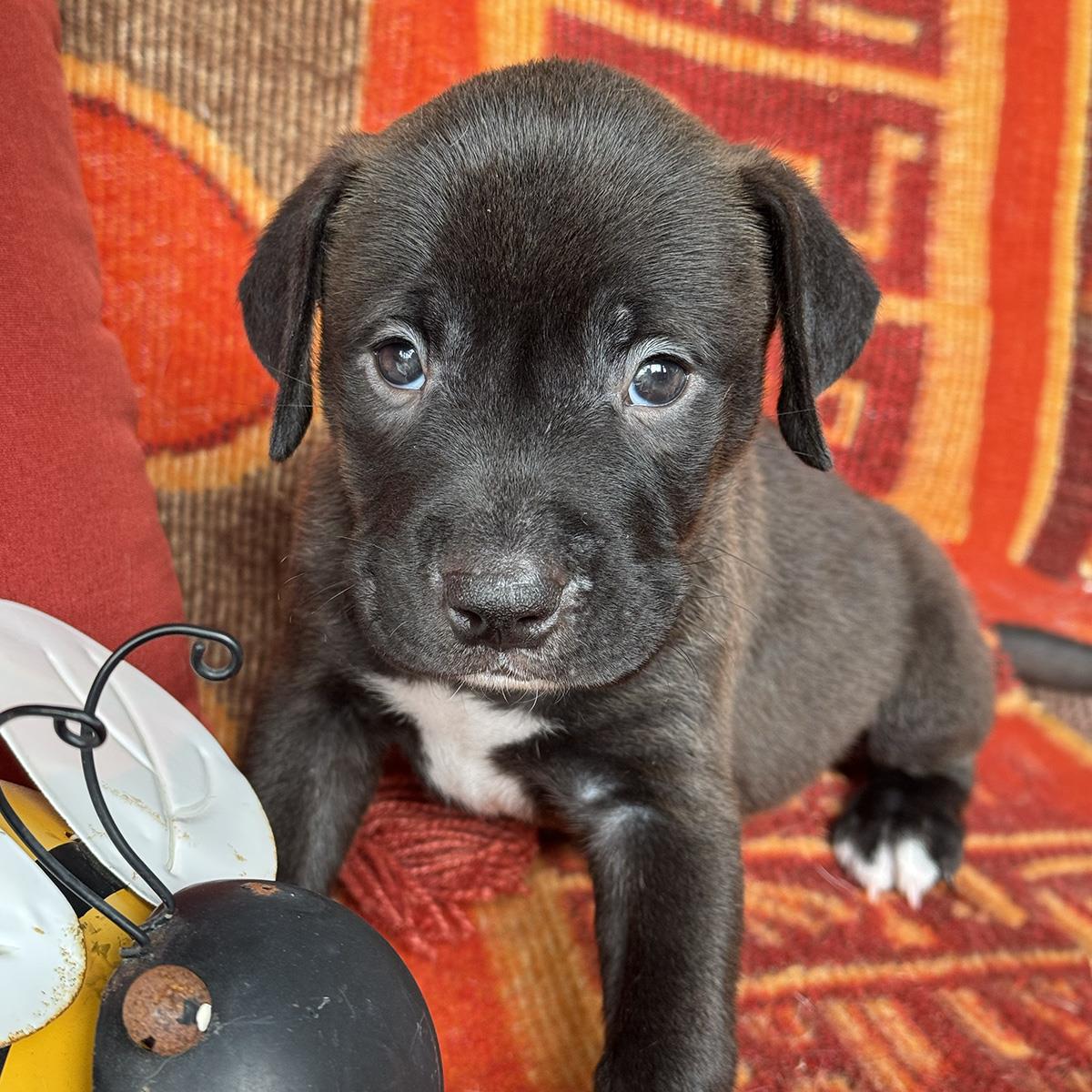 Justice Pup - Judge, Labrador Retriever