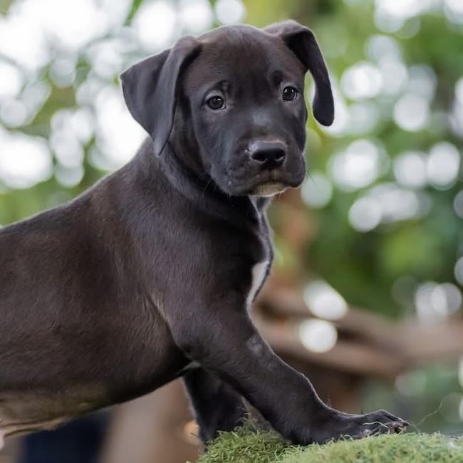Justice Pup - Judge