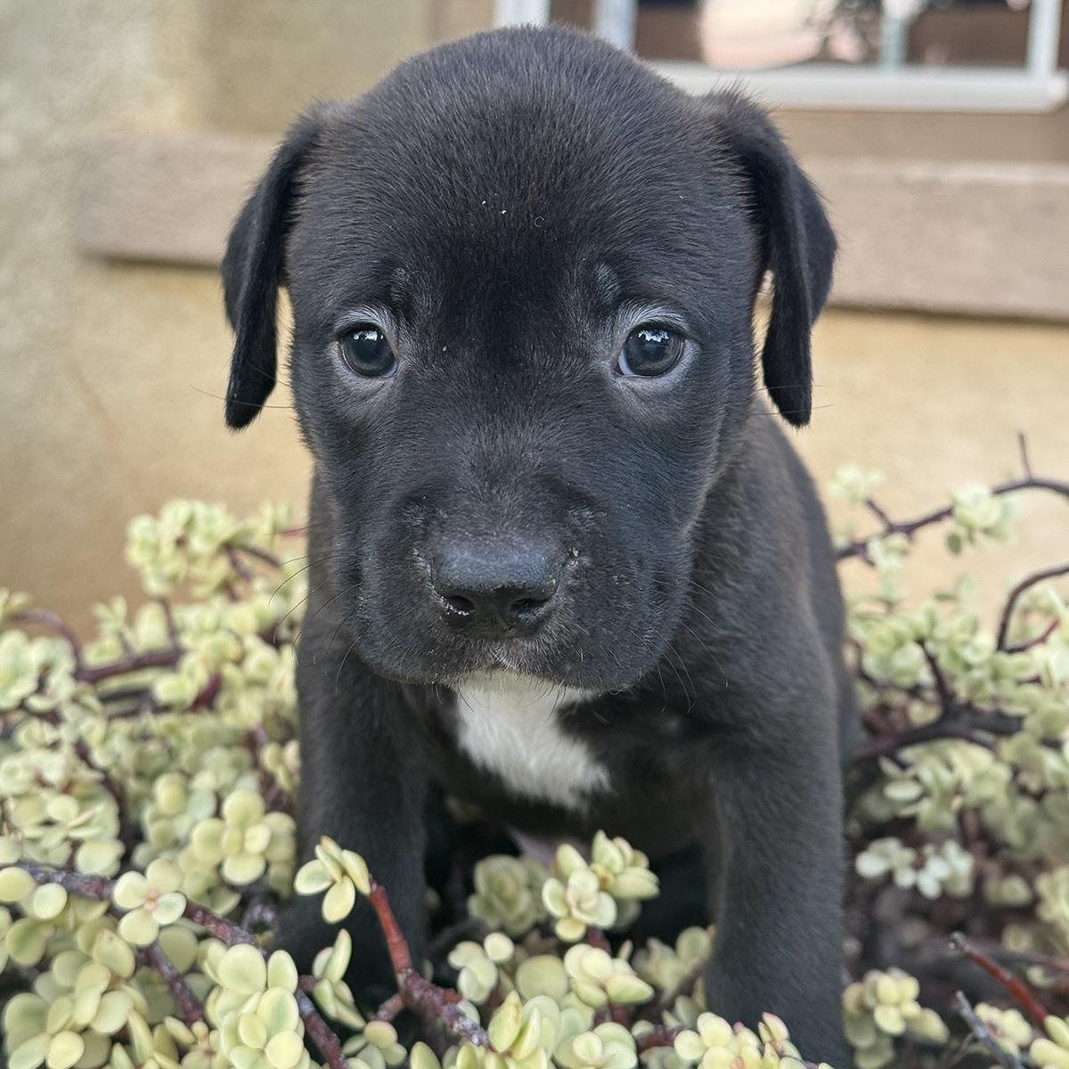 Justice Pup - Judge, photo 2