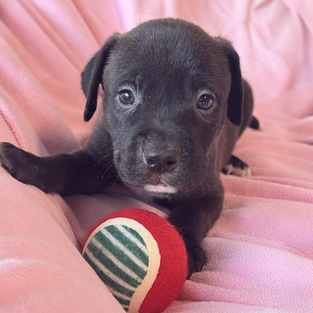 Justice Pup - Judge, photo 3