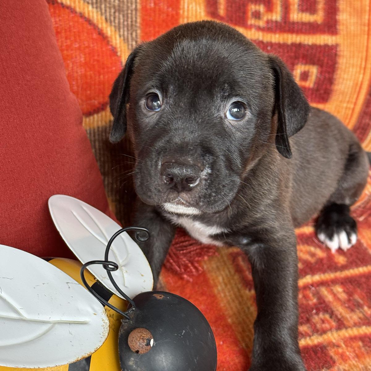 Justice Pup - Judge, photo 4