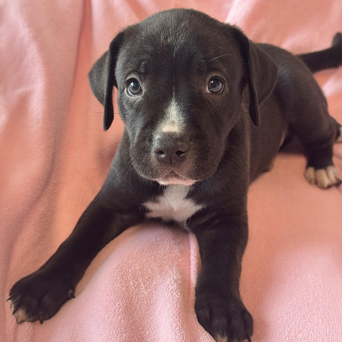 Justice Pup - Warrant, photo 2