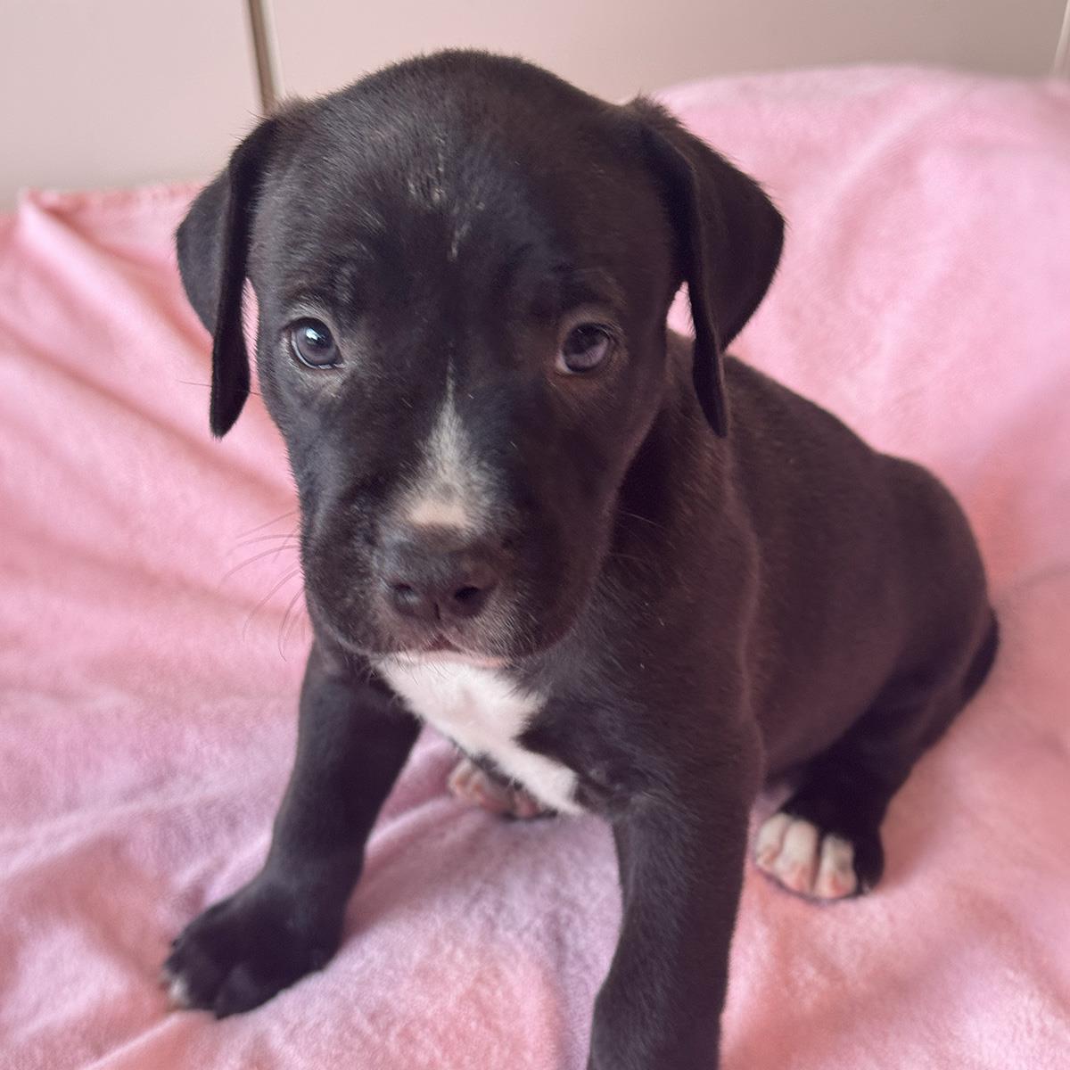 Justice Pup - Warrant, photo 3