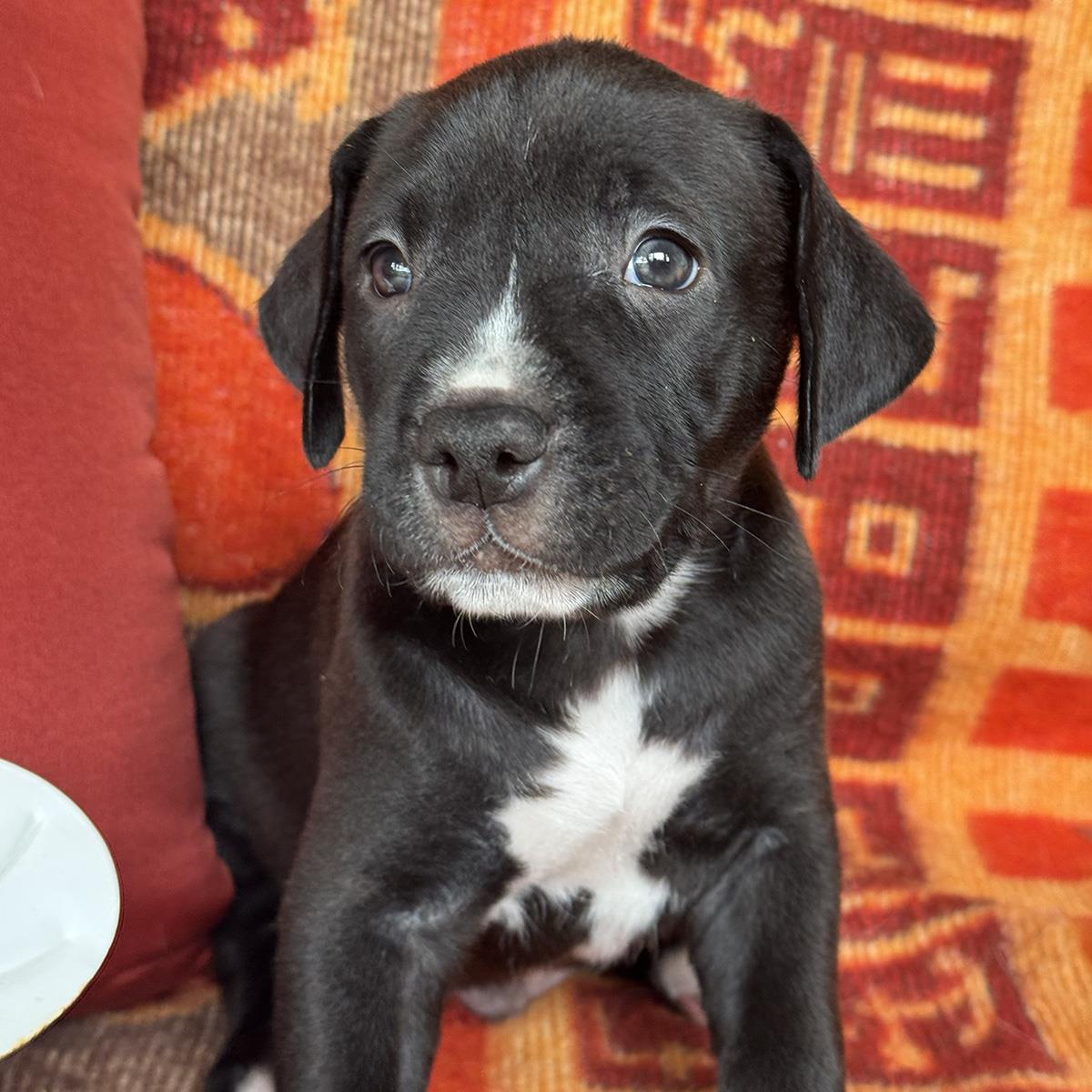 Justice Pup - Warrant, photo 4