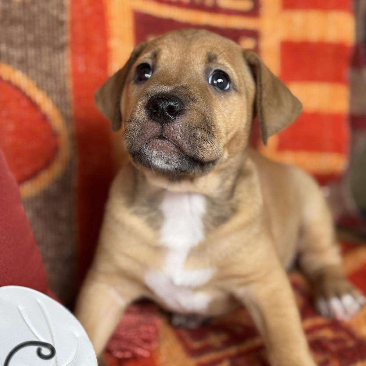 Justice Pup - Chamber, Labrador Retriever