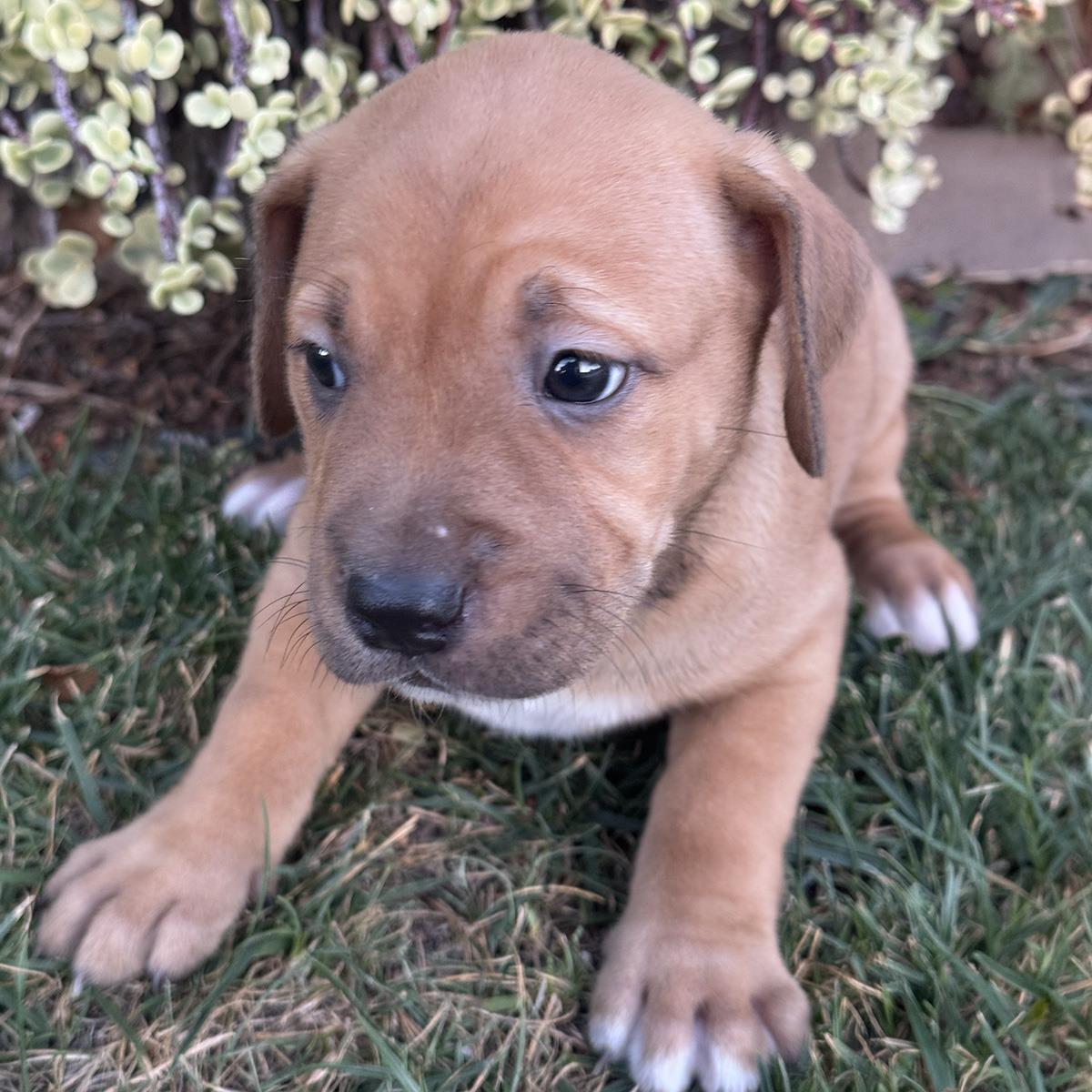 Justice Pup - Chamber, photo 2