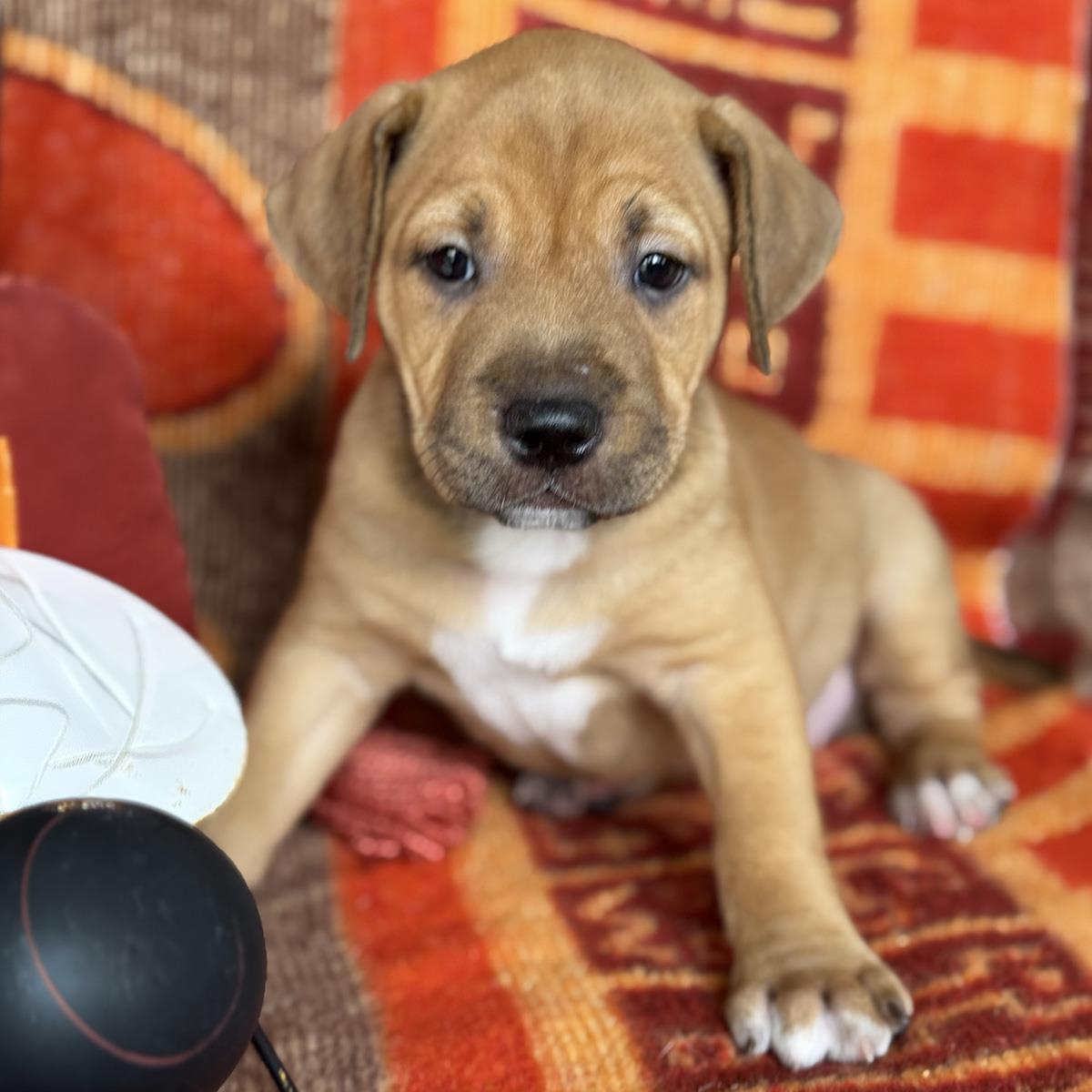 Justice Pup - Chamber, photo 4