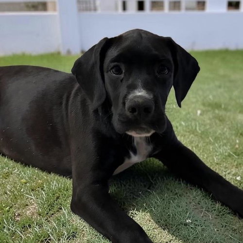 Clark Kent - Adopted!, Labrador Retriever / Terrier / Mixed