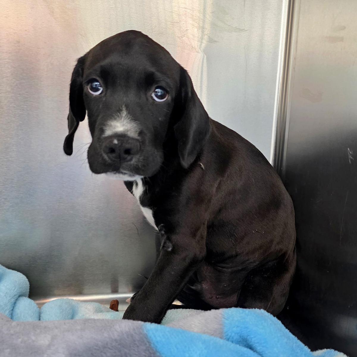 Clark Kent - Adopted!, photo 2
