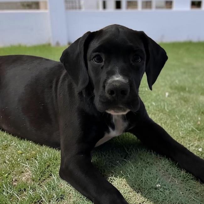 Clark Kent - Adopted!, photo 3