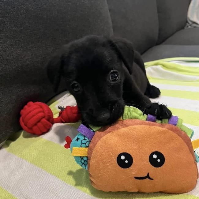 Huckleberry Finn Pup - Huck