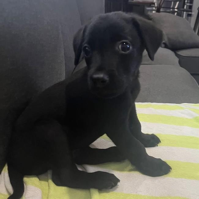 Huckleberry Finn Pup - Huck, photo 2