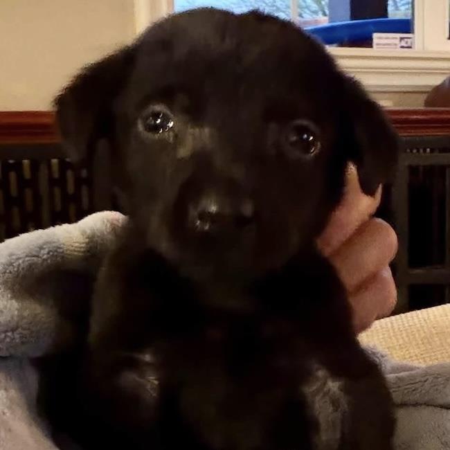 Huckleberry Finn Pup - Huck, photo 3