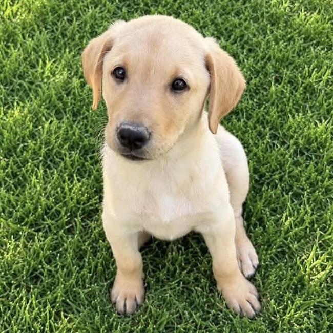 Huckleberry Finn Pup - Finn - Adopted