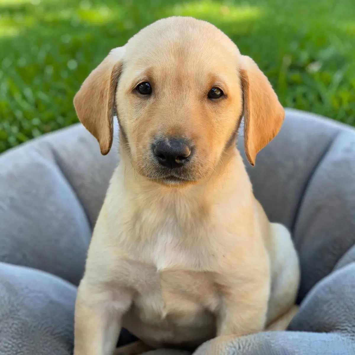 Huckleberry Finn Pup - Finn - Adopted image 2