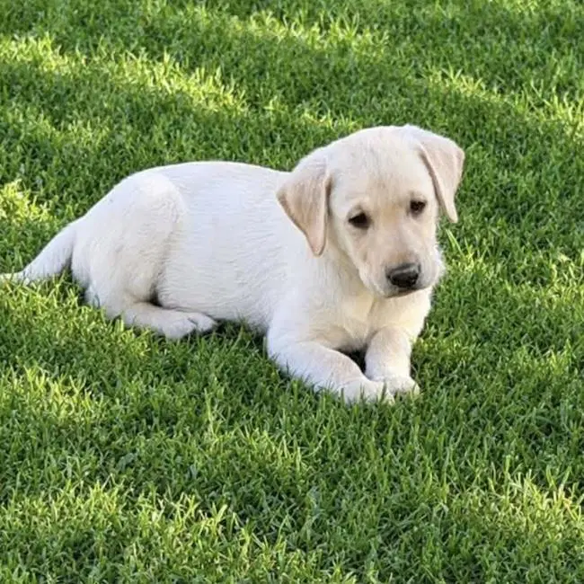 Huckleberry Finn Pup - Jim - Adopted - Labrador Retriever