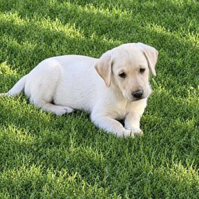 Huckleberry Finn Pup - Jim - Adopted
