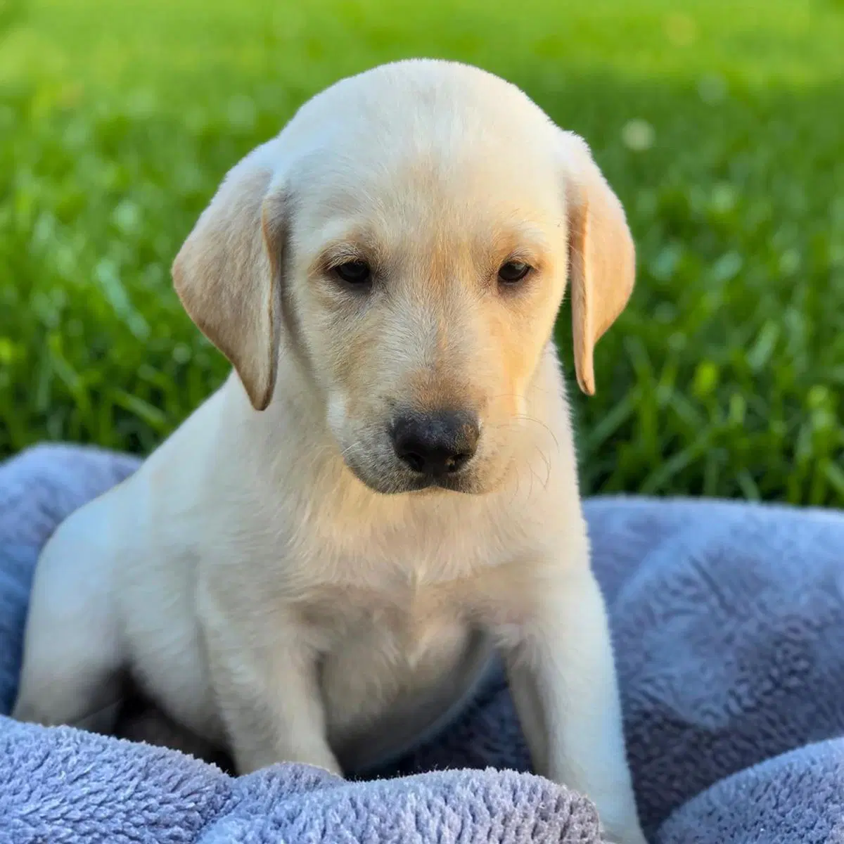 Huckleberry Finn Pup - Jim - Adopted image 2