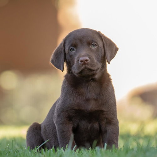 Huckleberry Finn Pup - Papp - Adopted!, Labrador Retriever / Mixed