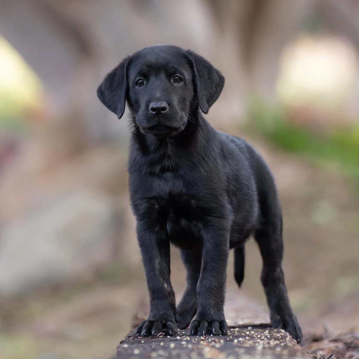 Huckleberry Finn Pup - Curtiz - Adopted