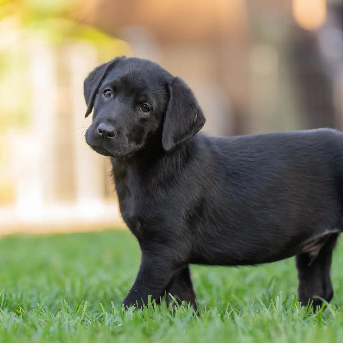 Huckleberry Finn Pup - Curtiz - Adopted image 2