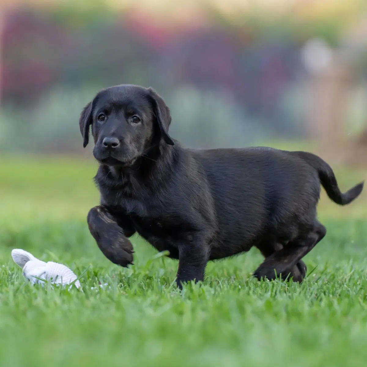 Huckleberry Finn Pup - Curtiz - Adopted image 3