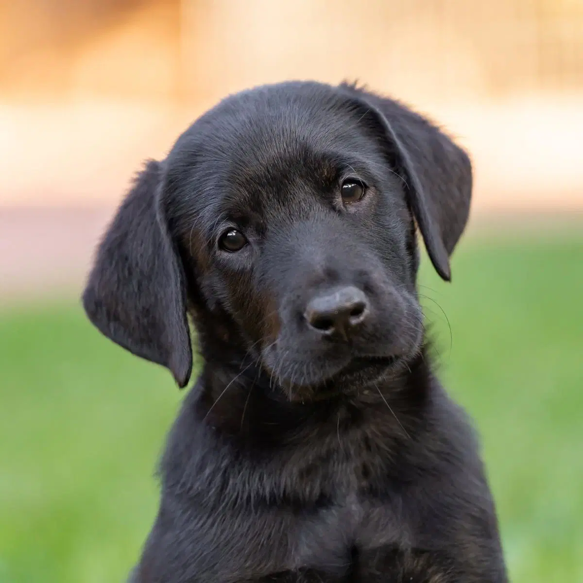 Huckleberry Finn Pup - Curtiz - Adopted image 4