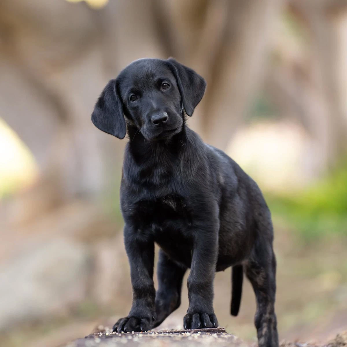 Huckleberry Finn Pup - Mary Jane