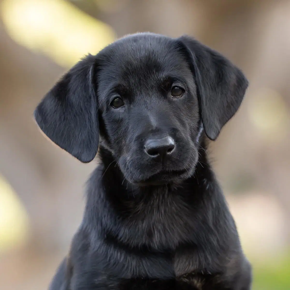Huckleberry Finn Pup - Mary Jane image 2