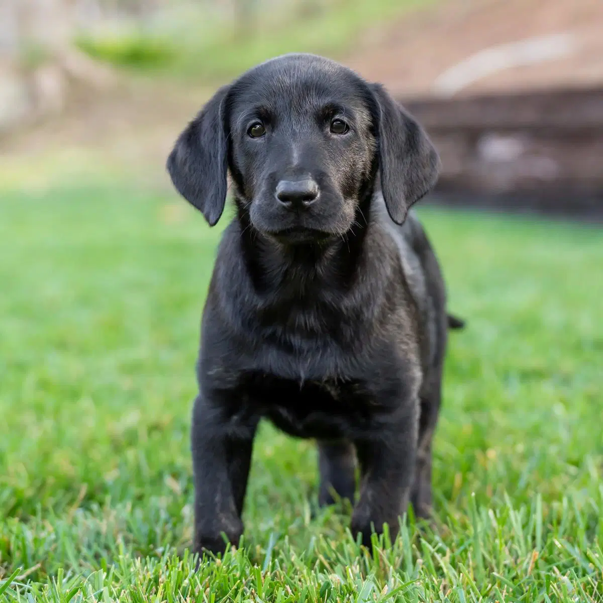 Huckleberry Finn Pup - Mary Jane image 3