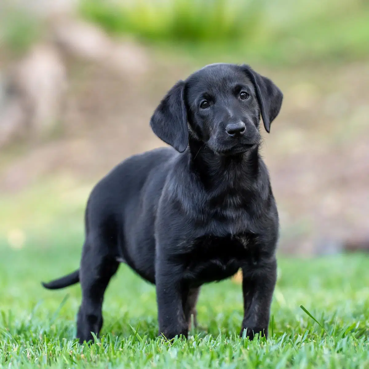 Huckleberry Finn Pup - Mary Jane image 4
