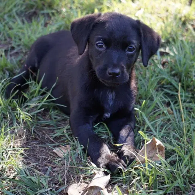 Huckleberry Finn Pup - Amy - Labrador Retriever