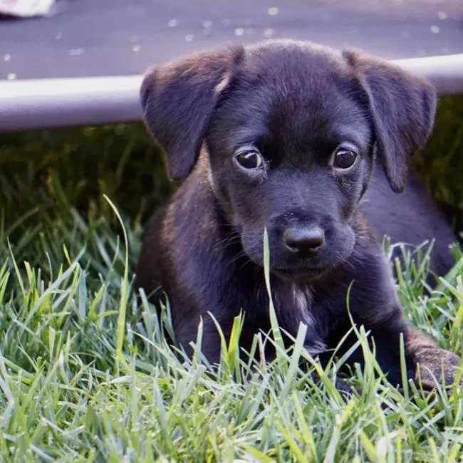 Huckleberry Finn Pup - Amy image 2