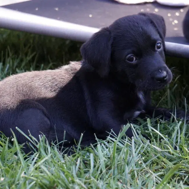 Huckleberry Finn Pup - Amy image 3