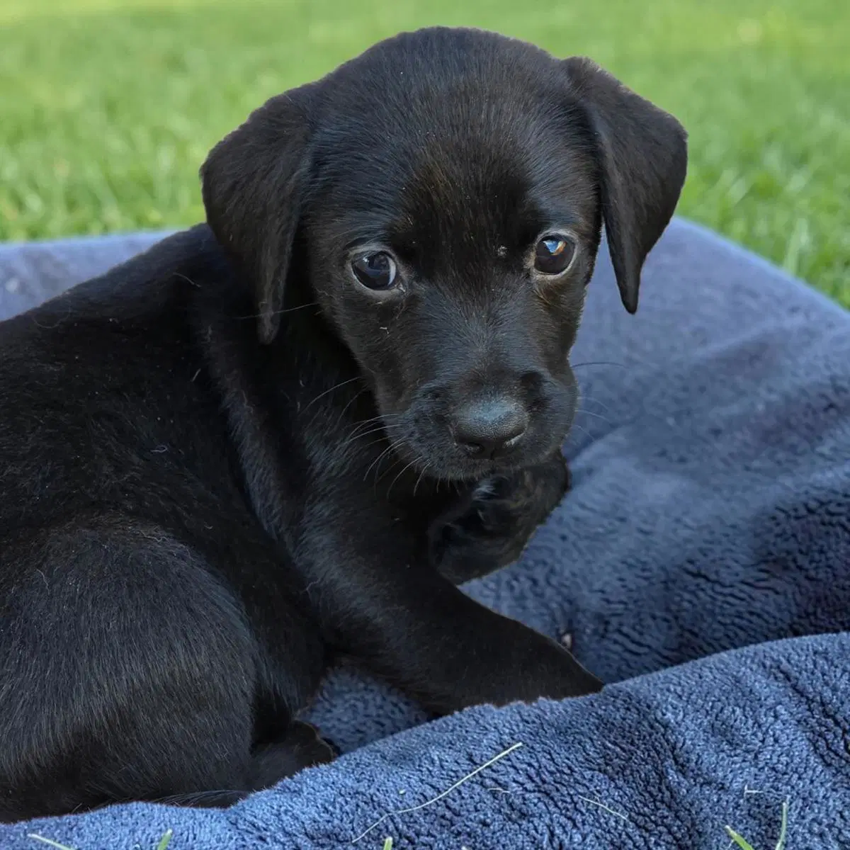 Huckleberry Finn Pup - Amy image 4