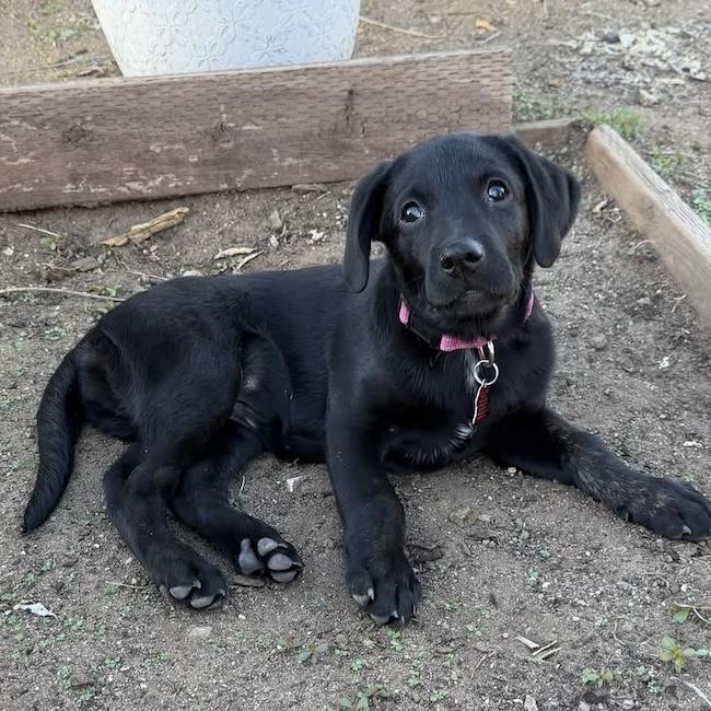 Huckleberry Finn Pup - Amy