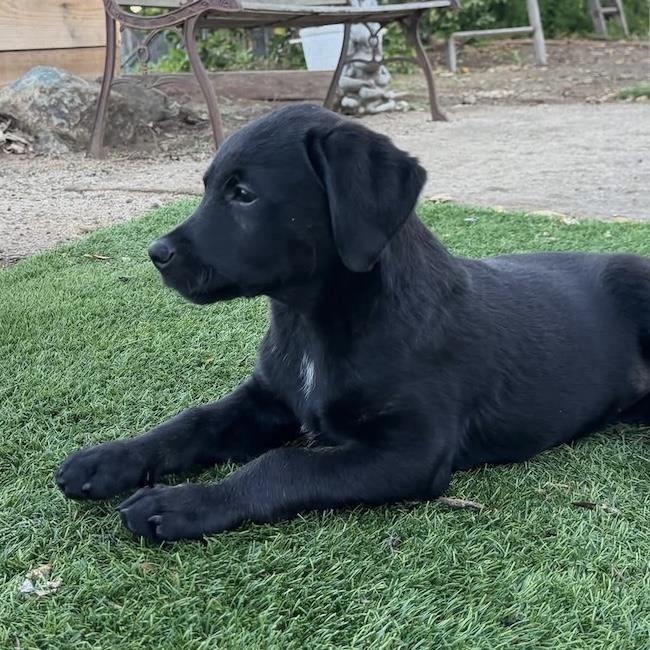 Huckleberry Finn Pup - Amy, photo 2