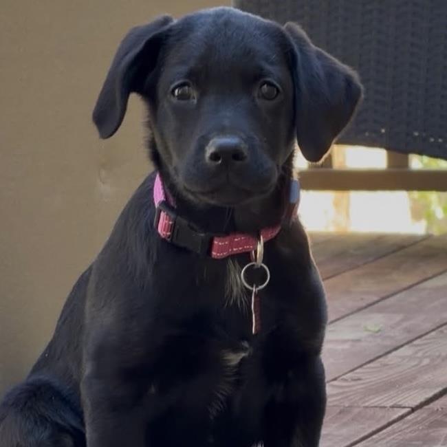 Huckleberry Finn Pup - Amy, photo 3
