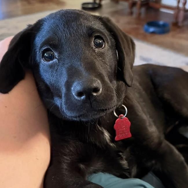 Huckleberry Finn Pup - Amy, photo 4