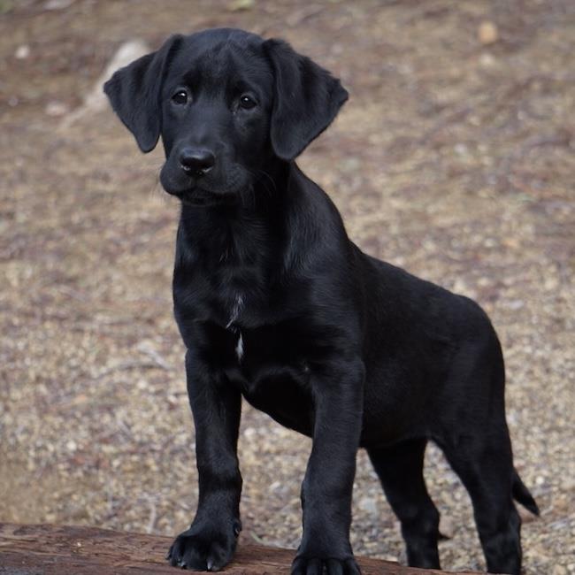 Huckleberry Finn Pup - Joanna - Adopted!