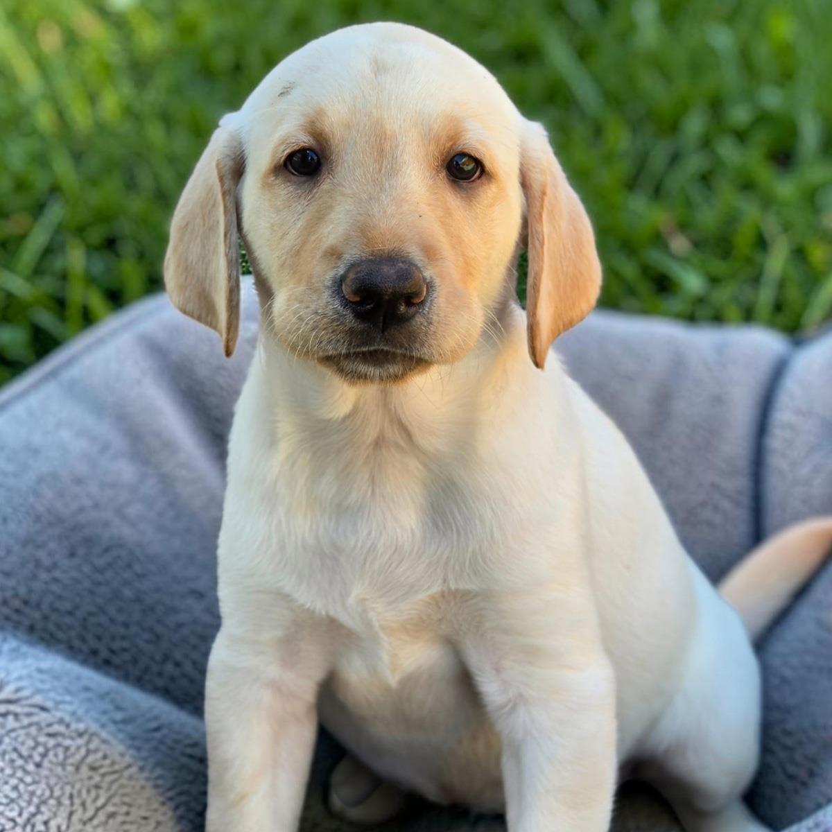 Huckleberry Finn Pup - Suzanne - Adopted