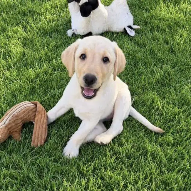 Huckleberry Finn Pup - Suzanne - Adopted image 2