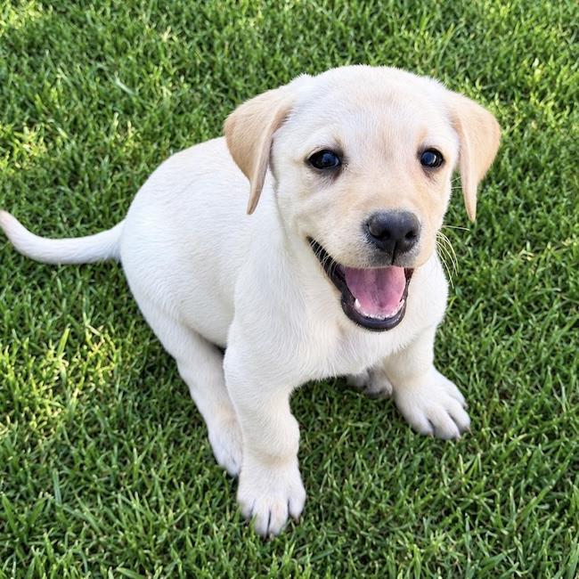 Huckleberry Finn Pup - Becky